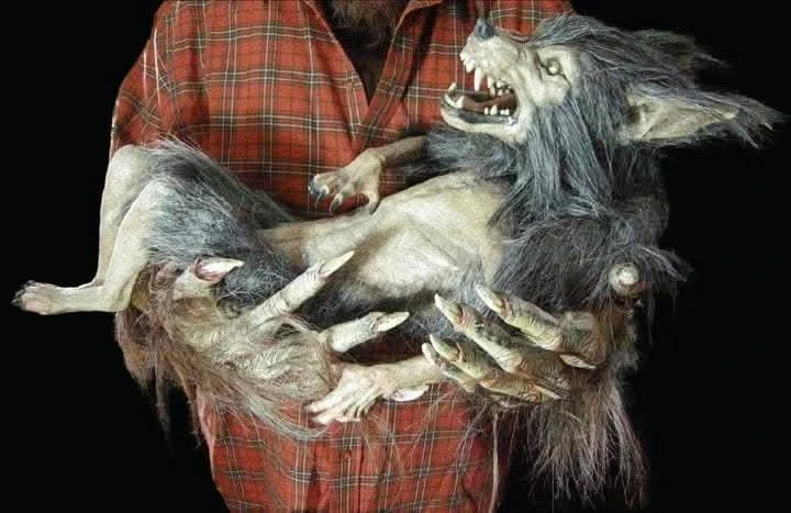 "Baby Werewolf Puppet" HD Studios Halloween Prop 5 "Baby Werewolf Puppet" HD Studios Halloween Prop - Image 5