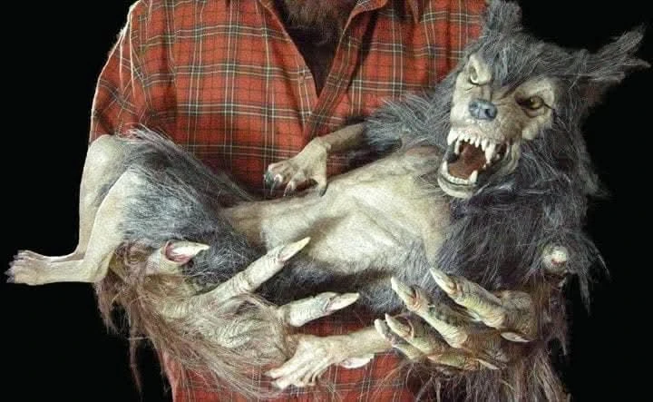 "Baby Werewolf Puppet" HD Studios Halloween Prop 3 "Baby Werewolf Puppet" HD Studios Halloween Prop - Image 3